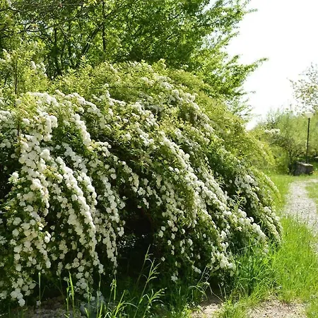 Verderame: Natura E Relax 公寓 阿尔蒙诺圣巴特鲁姆
